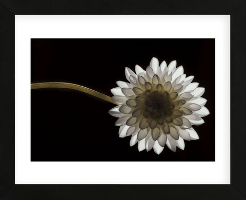 Solitary Blossom (Framed) -  David Lorenz Winston - McGaw Graphics