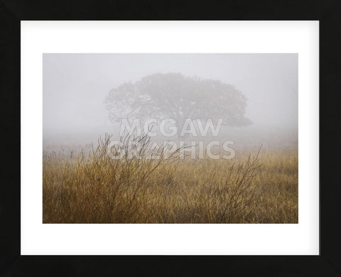 Tree in Fog (Framed) -  David Lorenz Winston - McGaw Graphics