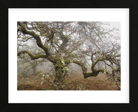 Mossy Oak (Framed) -  David Lorenz Winston - McGaw Graphics