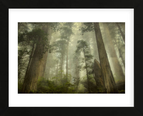 Damnation Trail (Framed) -  David Lorenz Winston - McGaw Graphics
