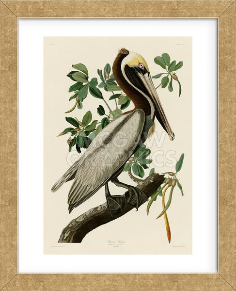 Brown Pelican II (Framed) | McGaw Graphics