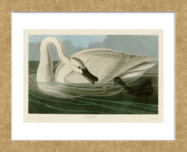 Trumpeter Swan (white) (Framed) | McGaw Graphics