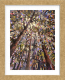 Looking Up Through Trees (Framed) -  Jean Cauthen - McGaw Graphics