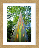 Painted Eucalyptus (Framed) -  Dennis Frates - McGaw Graphics
