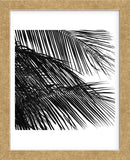 Palms 4 (detail)  (Framed) -  Jamie Kingham - McGaw Graphics