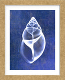 Achatina Shell (indigo) (Framed) -  Bert Myers - McGaw Graphics