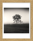 Tree, Study #3  (Framed) -  Andrew Ren - McGaw Graphics