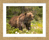 Grizzly Bear (Framed) -  Jason Savage - McGaw Graphics