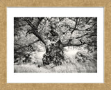 Portrait of a Tree, Study 1 (Framed) -  Marcin Stawiarz - McGaw Graphics