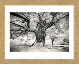 Portrait of a Tree, Study 2 (Framed) -  Marcin Stawiarz - McGaw Graphics