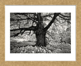 Portrait of a Tree, Study 10 (Framed) -  Marcin Stawiarz - McGaw Graphics