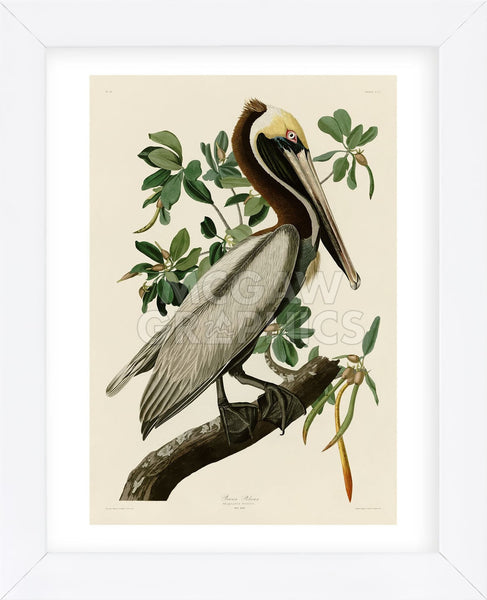 Brown Pelican II (Framed) | McGaw Graphics