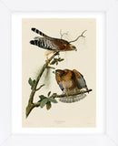 Red-Shouldered Hawk (Framed) -  John James Audubon - McGaw Graphics