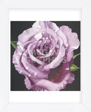 Rose (Framed) -  Elizabeth Hellman - McGaw Graphics