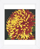 Chrysanthemum 2  (Framed) -  Elizabeth Hellman - McGaw Graphics