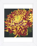 Chrysanthemum 1  (Framed) -  Elizabeth Hellman - McGaw Graphics