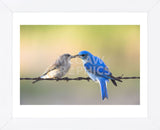 Bluebird Pair (Framed) -  Jason Savage - McGaw Graphics