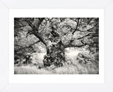 Portrait of a Tree, Study 1 (Framed) -  Marcin Stawiarz - McGaw Graphics