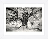 Portrait of a Tree, Study 2 (Framed) -  Marcin Stawiarz - McGaw Graphics