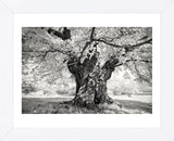Portrait of a Tree, Study 18 (Framed) -  Marcin Stawiarz - McGaw Graphics