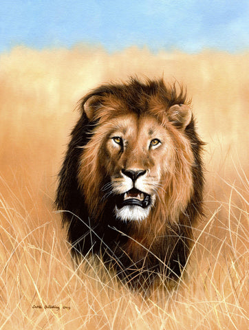 African Savannah Lion -  Sarah Stribbling - McGaw Graphics