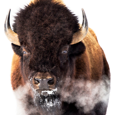 Yellowstone Bison -  Jason Savage - McGaw Graphics