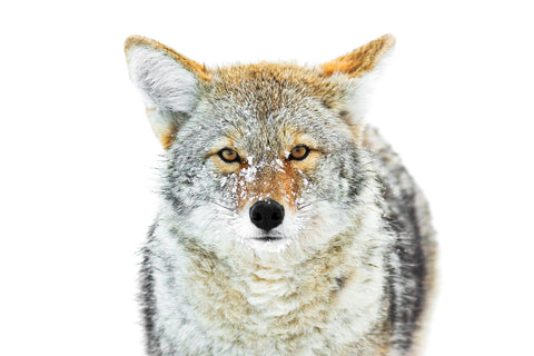 Winter Coyote -  Jason Savage - McGaw Graphics