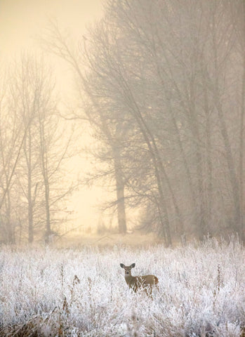 White-tailed Deer in Fog -  Jason Savage - McGaw Graphics
