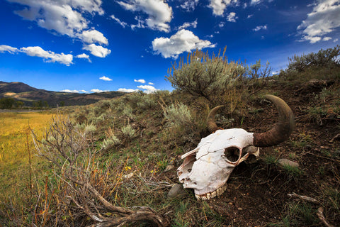Yellowstone Bison Skull -  Jason Savage - McGaw Graphics