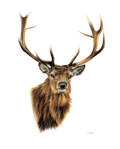 Stag White Background -  Sarah Stribbling - McGaw Graphics
