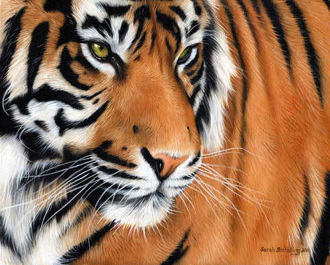 Tiger Crop -  Sarah Stribbling - McGaw Graphics