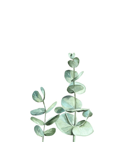 Eucalyptus II -  Ann Solo - McGaw Graphics