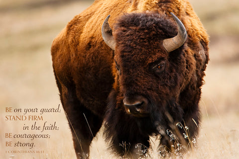 Montana Bison (Be on your guard...) -  Jason Savage - McGaw Graphics