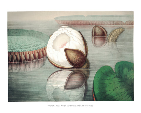 Victoria Regia Water Lily III -  William Sharp - McGaw Graphics