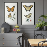 Monarch Butterfly -  Thomas Say - McGaw Graphics