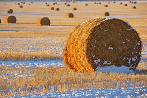 Straw Bales, November Snow, Western Montana -  Jason Savage - McGaw Graphics
