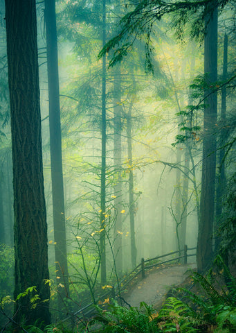 Through the Woods in a Misty Rain -  Don Schwartz - McGaw Graphics