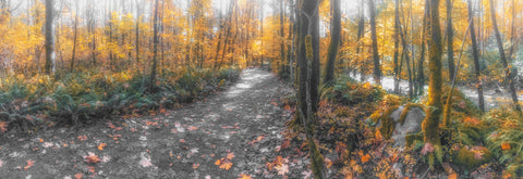 Autumn Pathway -  Norm Stelfox - McGaw Graphics