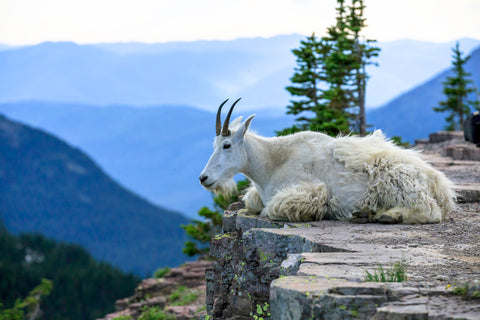 Pensive Mountain Goat, Glacier National Park, Montana