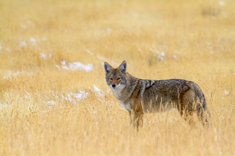 Coyote, Yellowstone National Park