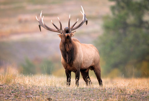 Bull Elk Bugling in Montana