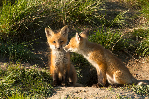 Red Fox Kits in Central Montana