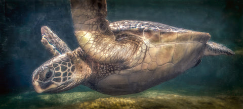 Leisurely Swim (Sea Turtle)