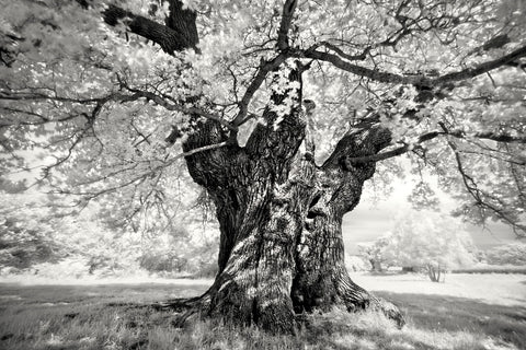 Portrait of a Tree, Study 18 -  Marcin Stawiarz - McGaw Graphics