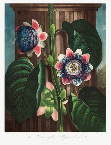 The Quadrangular Passion Flower, 1807 -  Robert John Thornton - McGaw Graphics