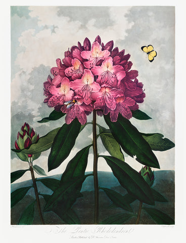 The Pontic Rhododendron, 1807 -  Robert John Thornton - McGaw Graphics