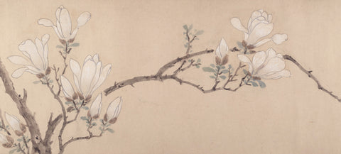 Magnolia, dated 1549 -  Unknown Artist - McGaw Graphics