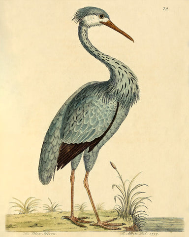 The Blue Heron (No. LXXIX) -  Vintage Reproduction - McGaw Graphics