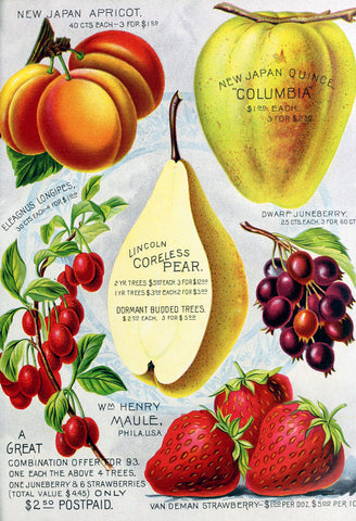 Maule Fruit, 1892 -  Vintage Sophie - McGaw Graphics