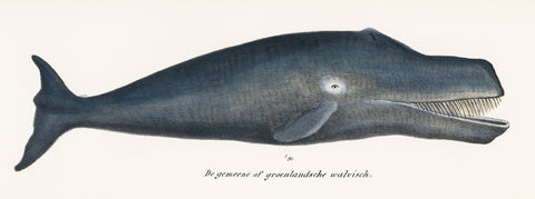 Bowhead Whale -  Vintage Reproduction - McGaw Graphics